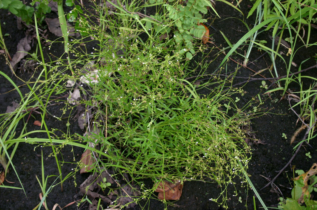 Cordylostigma virgatum Cordylostigma virgatum