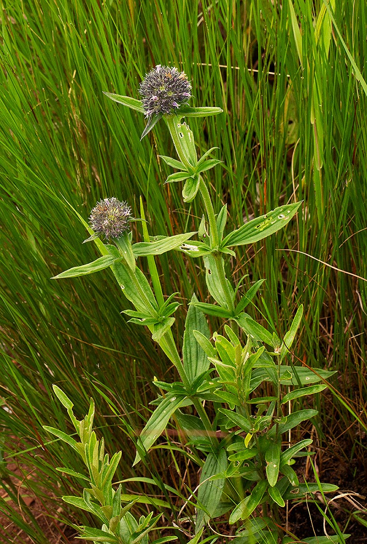 Agathisanthemum globosum Agathisanthemum globosum