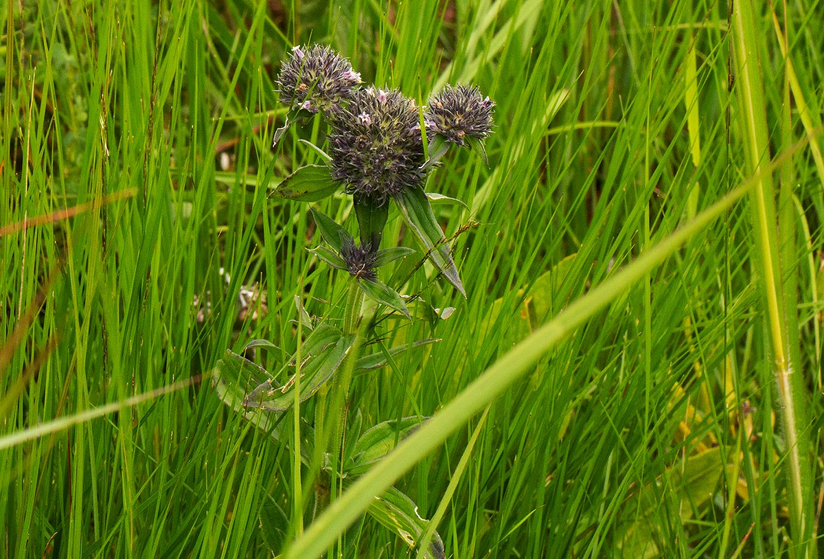Agathisanthemum globosum Agathisanthemum globosum