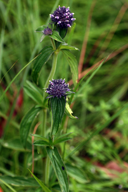 Agathisanthemum globosum Agathisanthemum globosum
