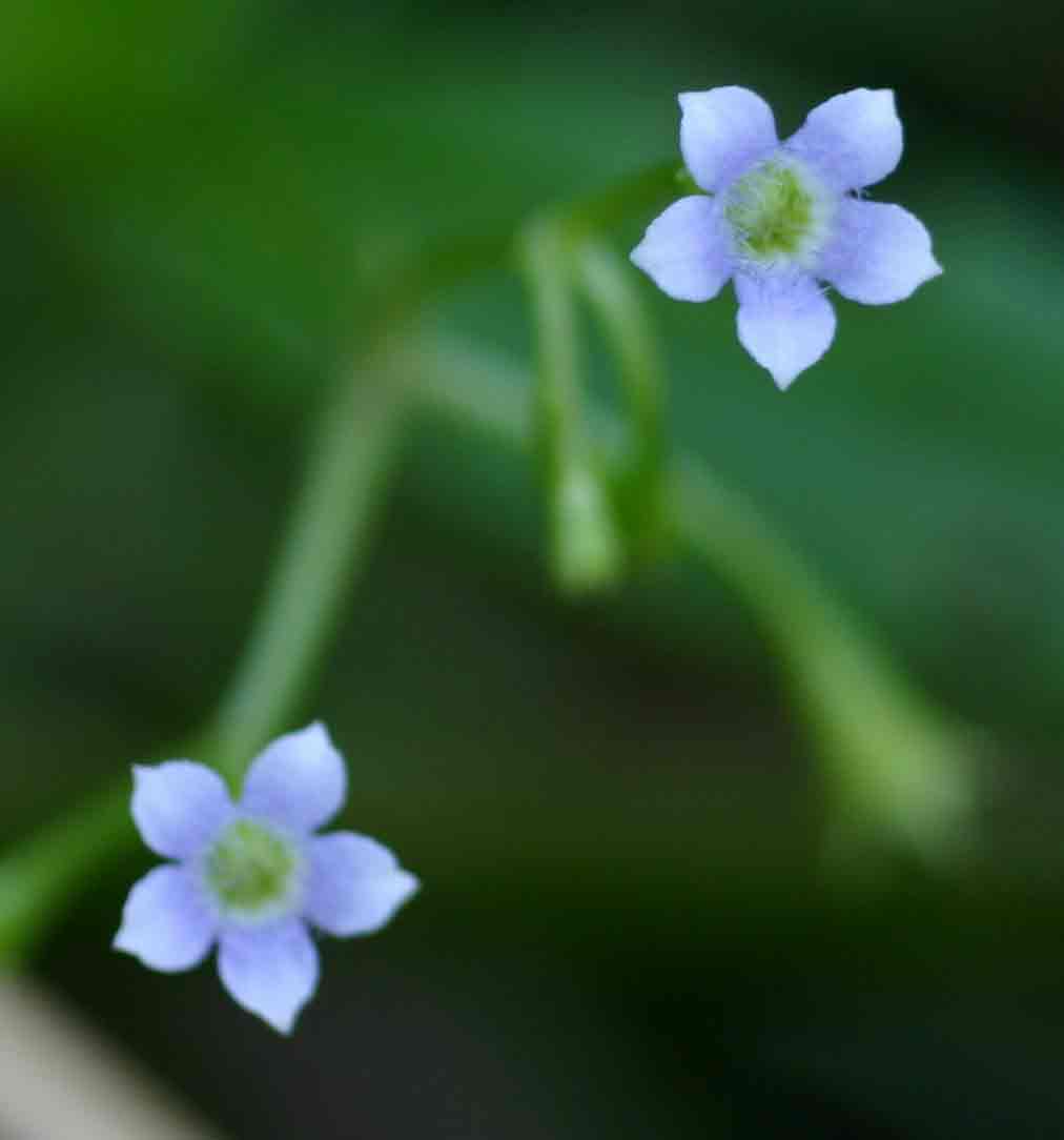 Pentodon pentandrus var. pentandrus