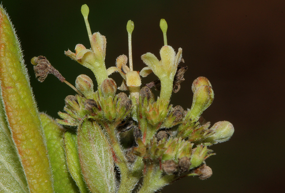 Crossopteryx febrifuga Crossopteryx febrifuga