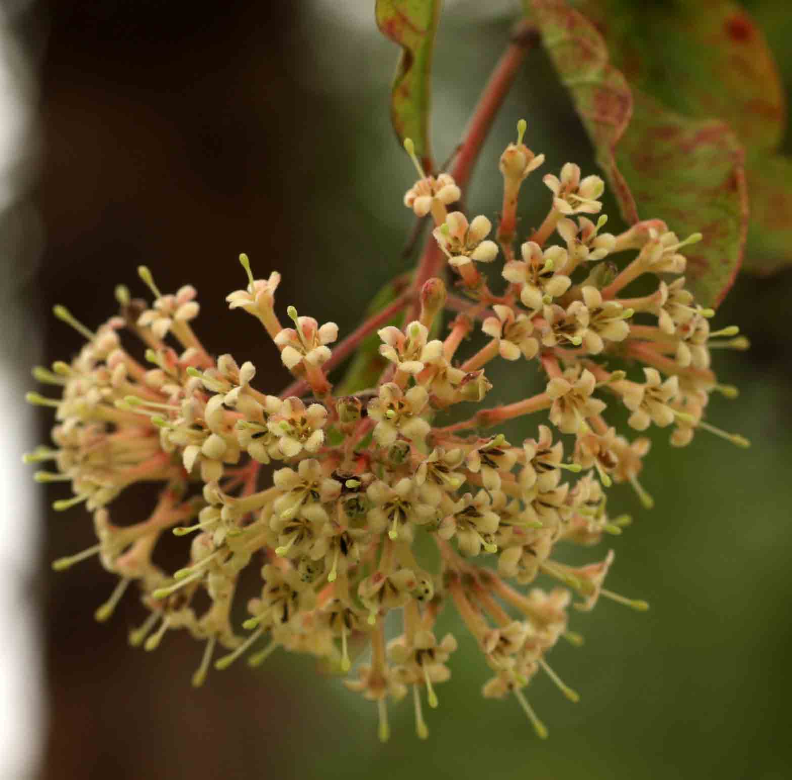Crossopteryx febrifuga Crossopteryx febrifuga