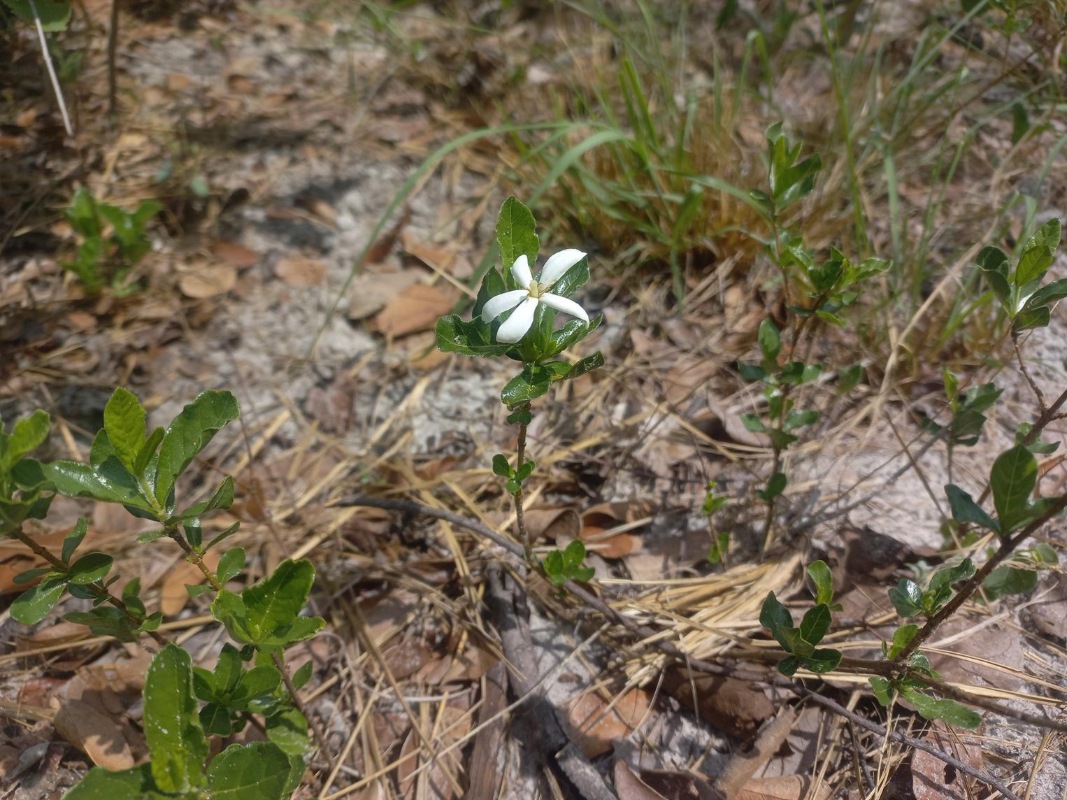 Gardenia brachythamnus