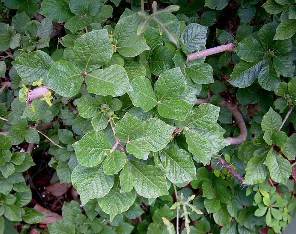 Gardenia resiniflua subsp. resiniflua