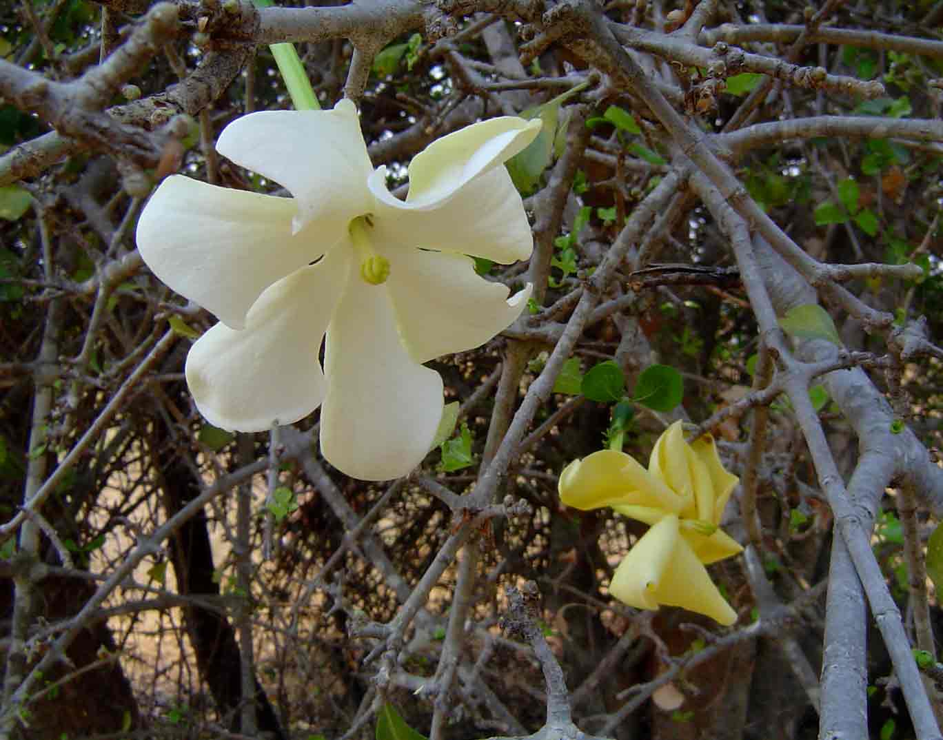 Gardenia volkensii subsp. spatulifolia