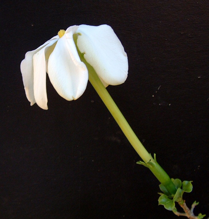 Gardenia volkensii subsp. spatulifolia