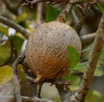 Gardenia volkensii subsp. spatulifolia