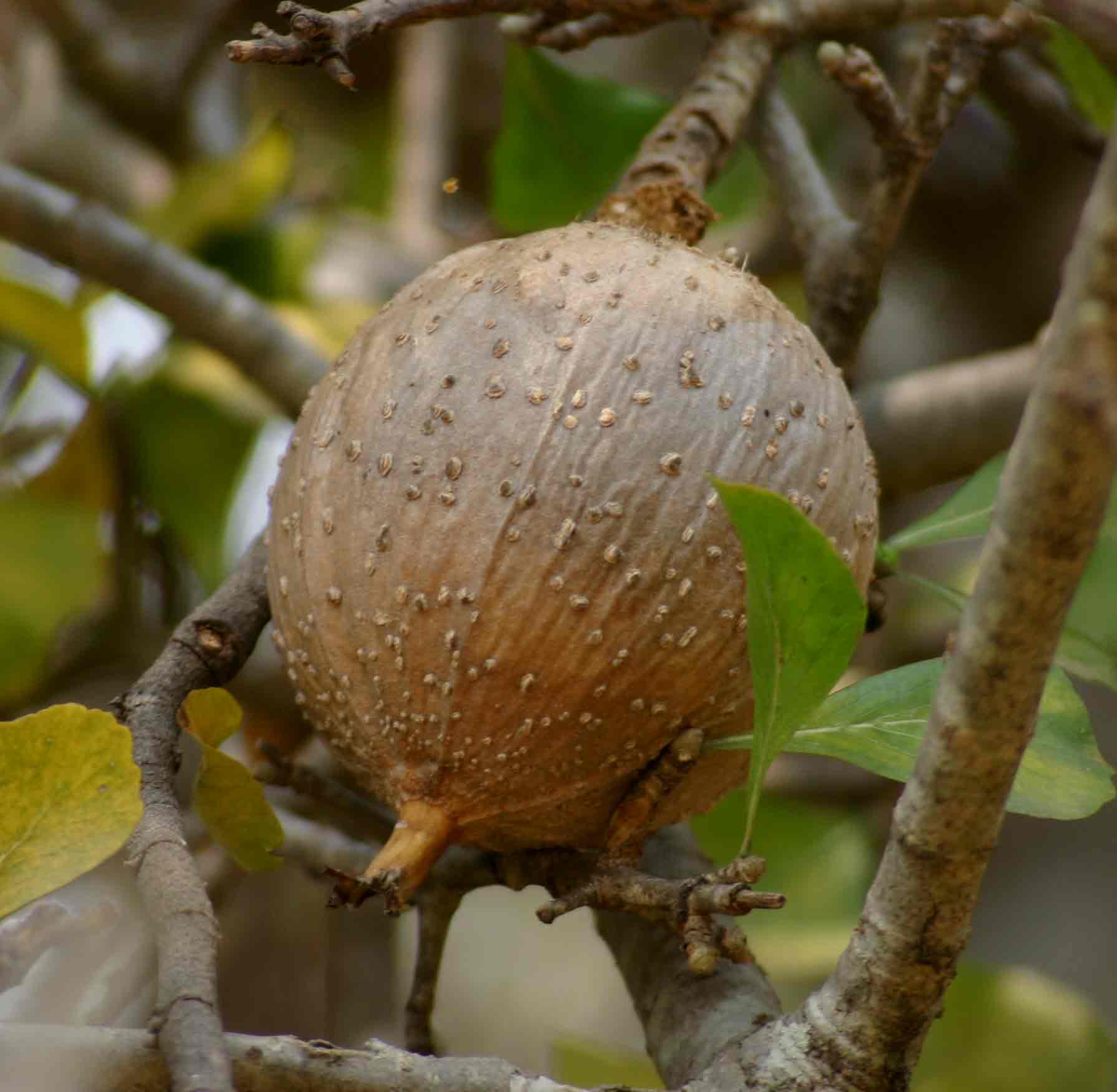 Gardenia volkensii subsp. spatulifolia