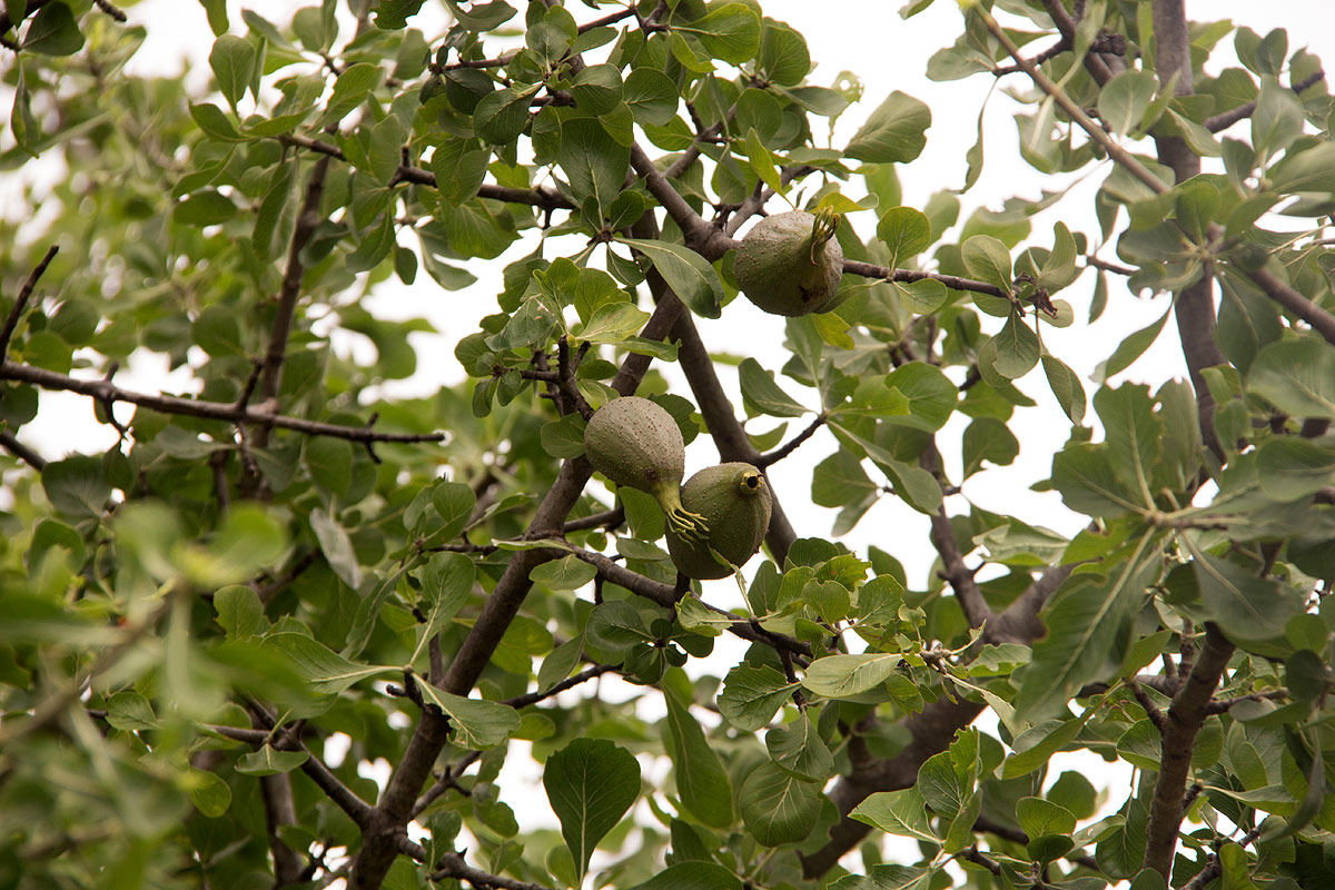 Gardenia volkensii subsp. spatulifolia