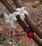 Feretia aeruginescens