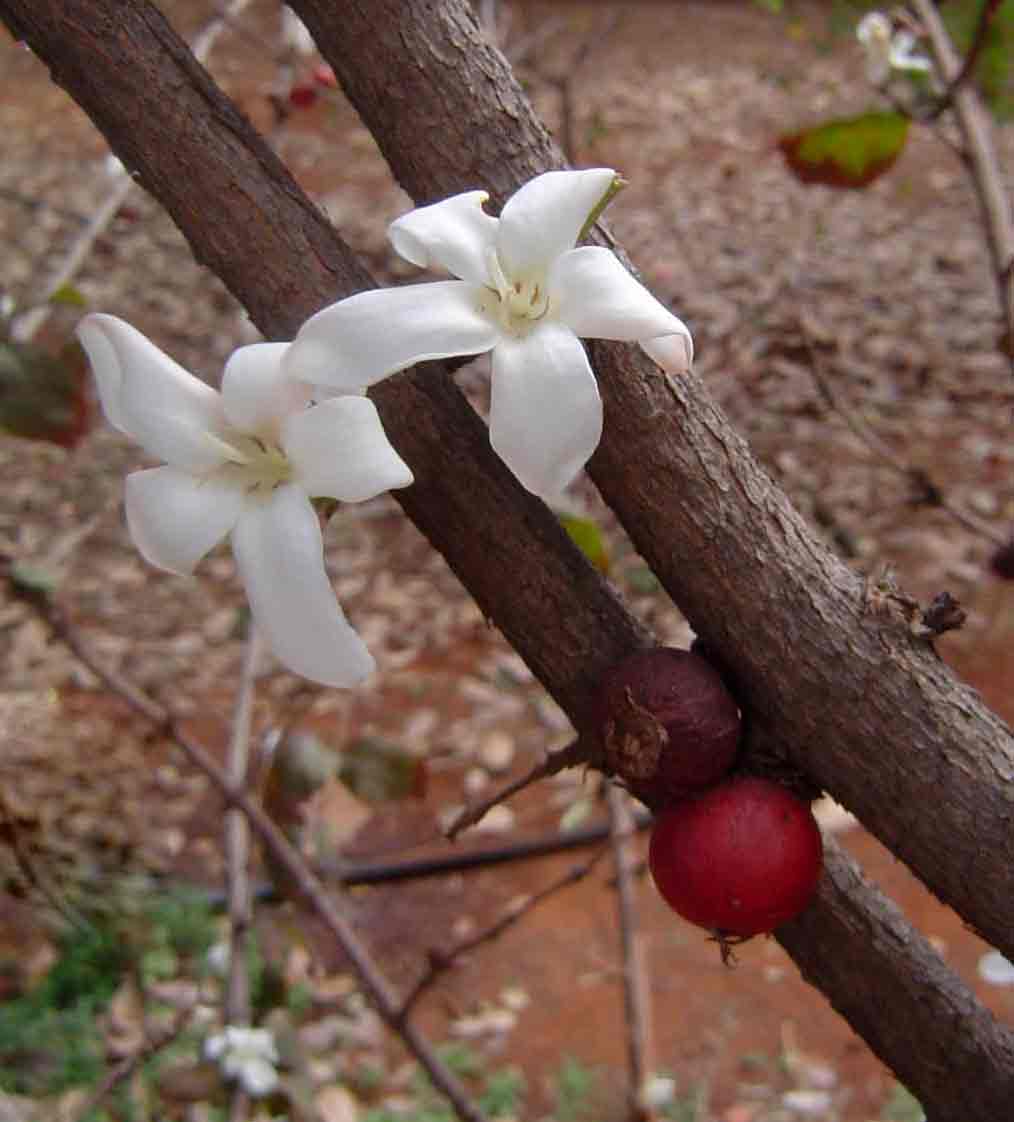 Feretia aeruginescens