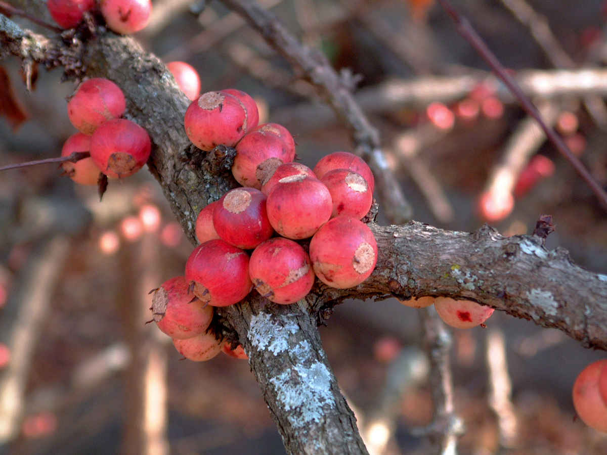 Feretia aeruginescens