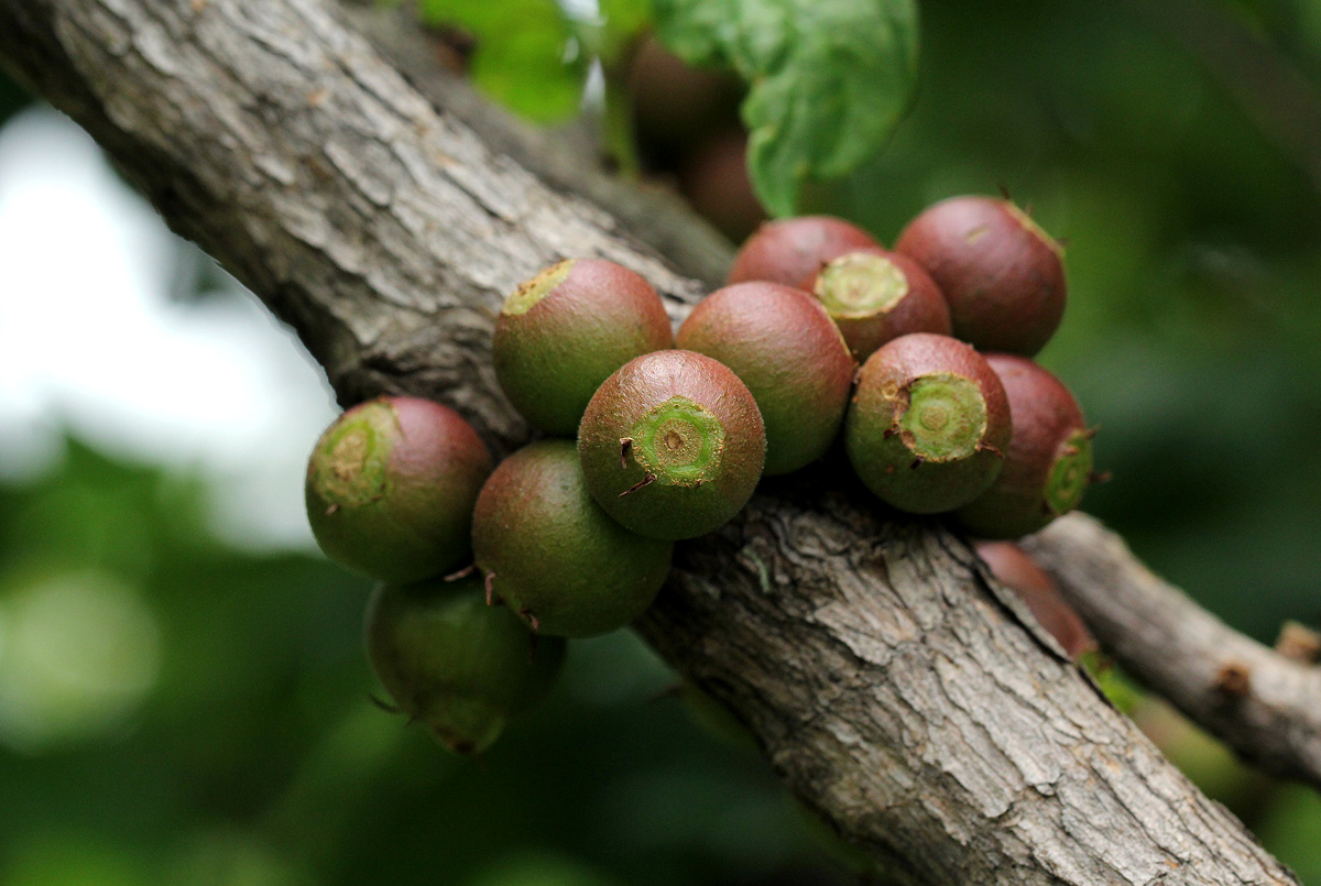 Feretia aeruginescens