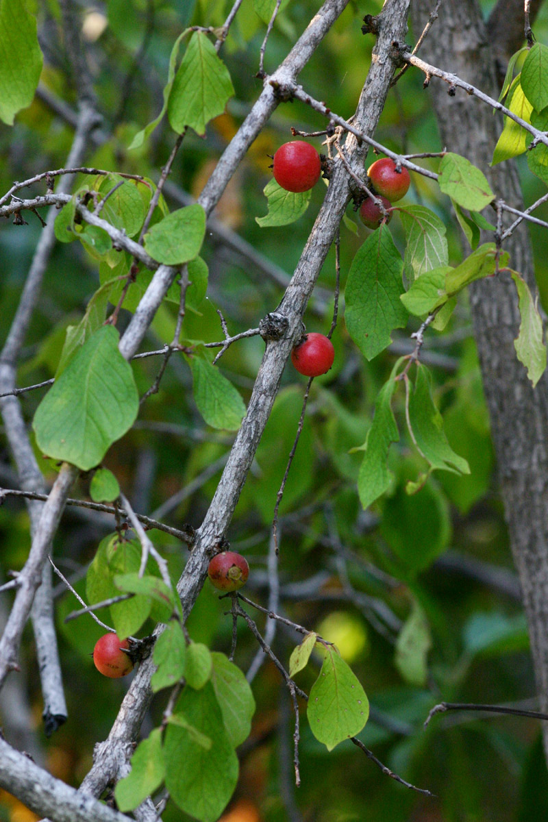 Feretia aeruginescens