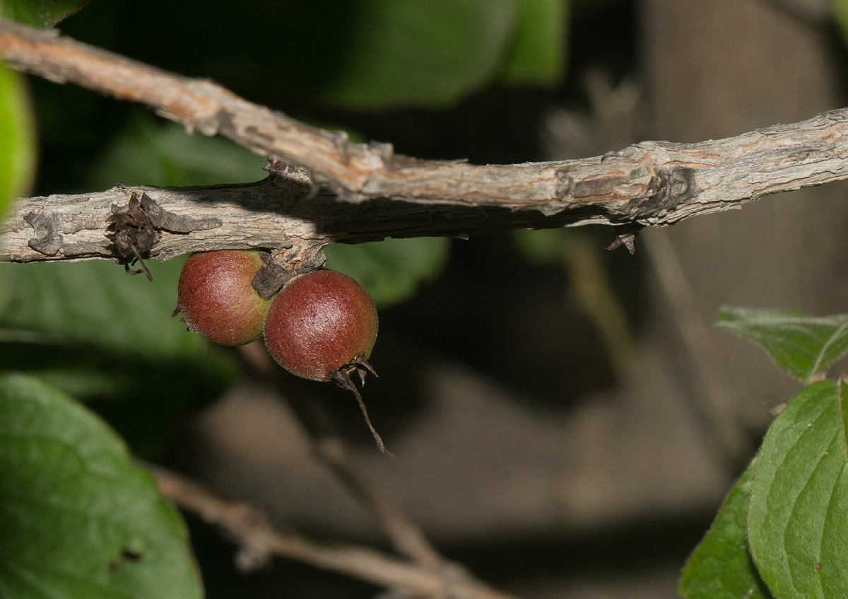Feretia aeruginescens
