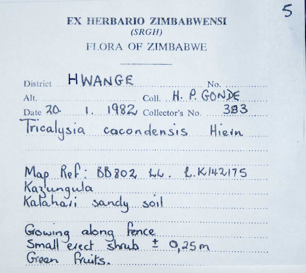 Empogona cacondensis Empogona cacondensis