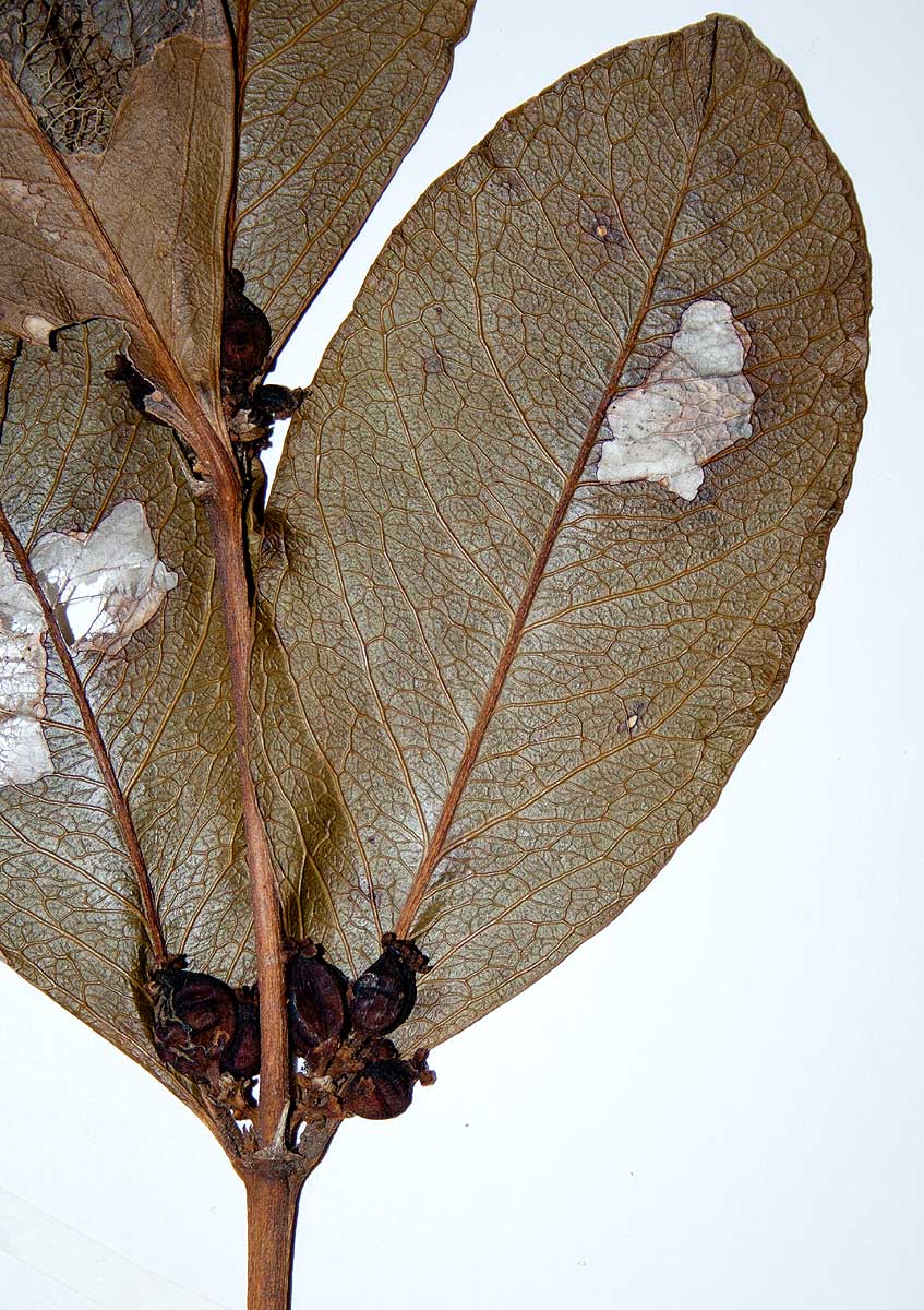 Empogona cacondensis Empogona cacondensis