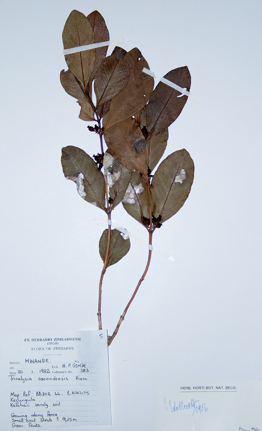 Empogona cacondensis Empogona cacondensis