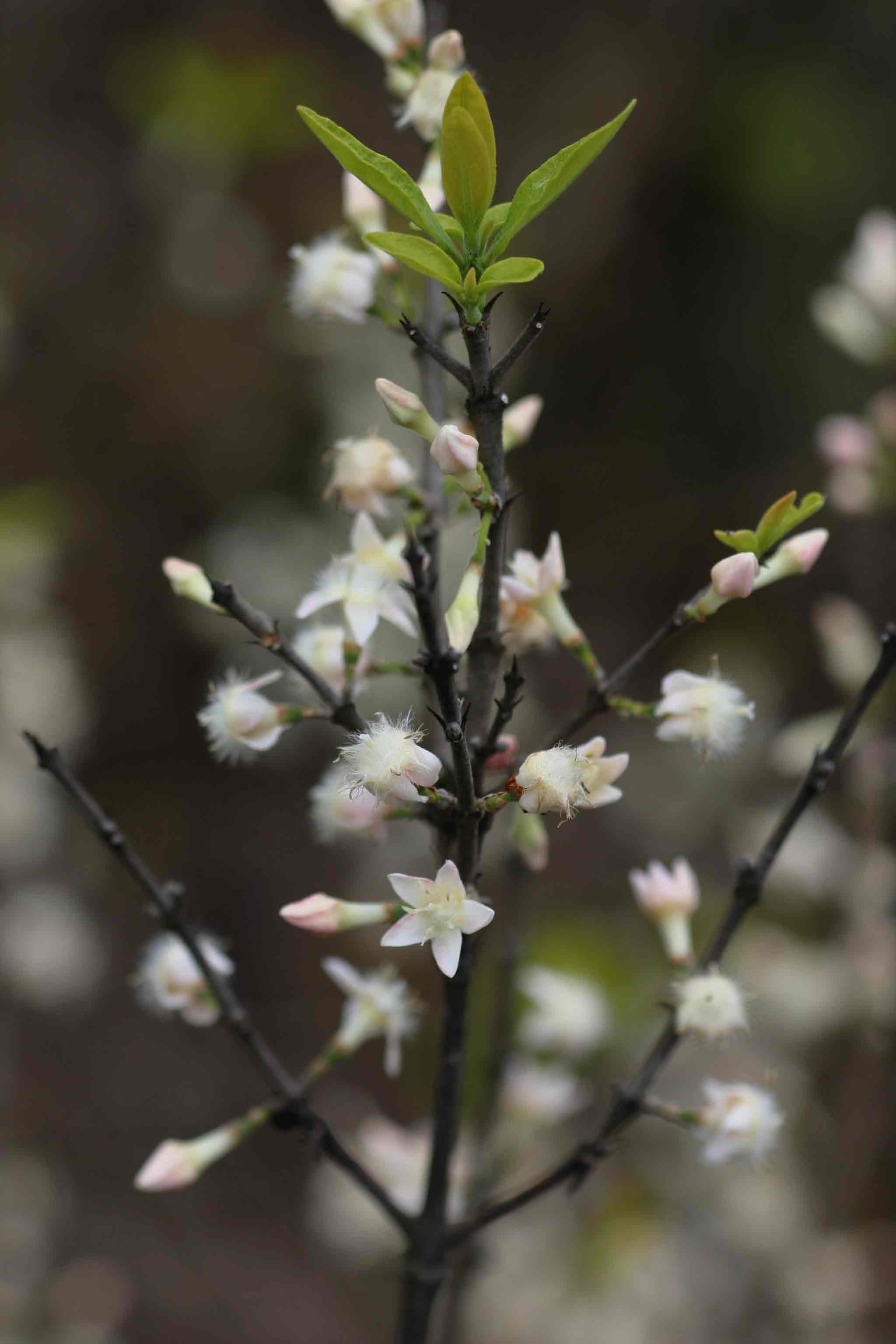 Empogona kirkii subsp. kirkii