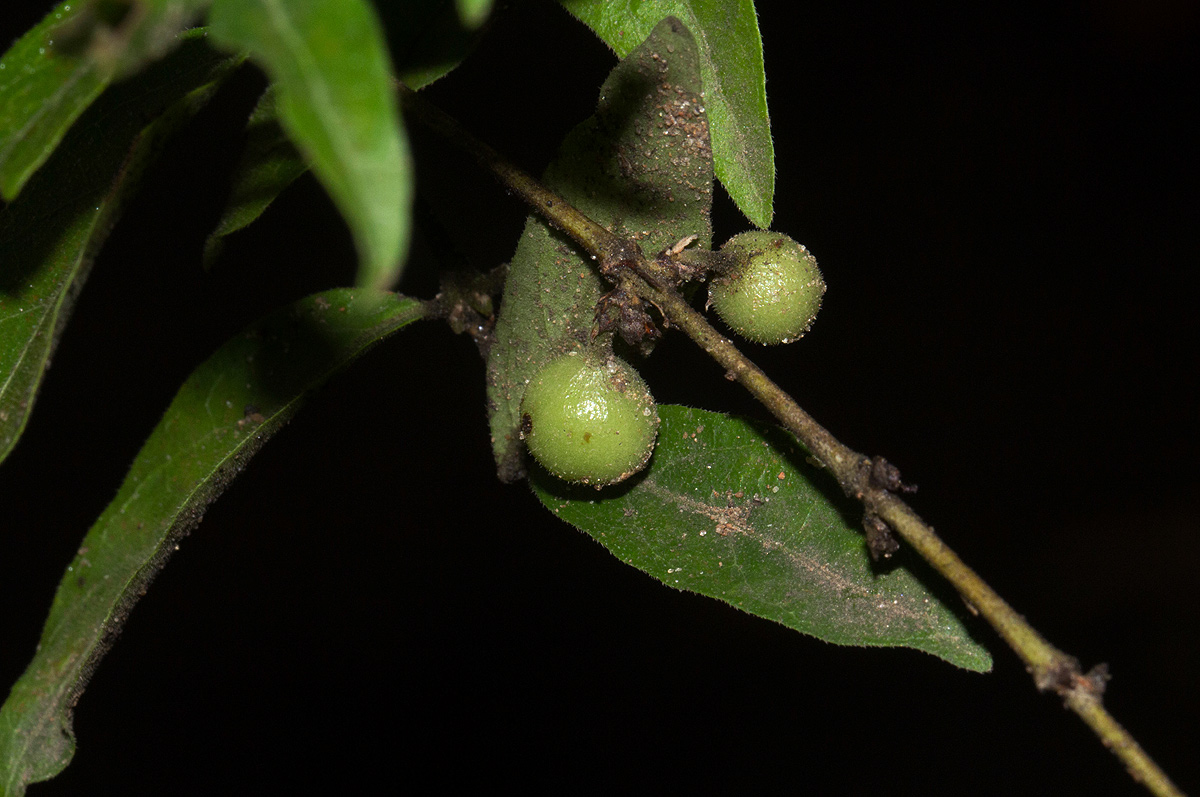 Empogona kirkii subsp. kirkii