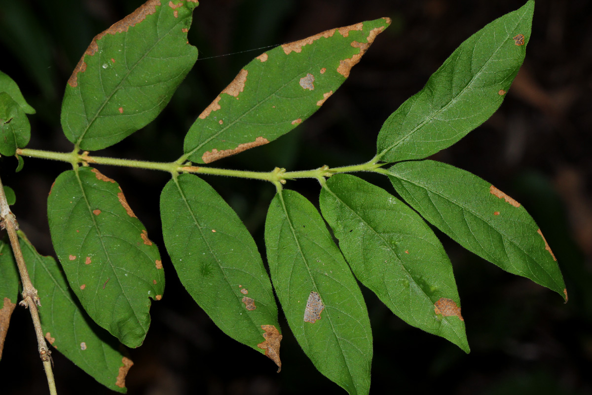 Empogona kirkii subsp. kirkii