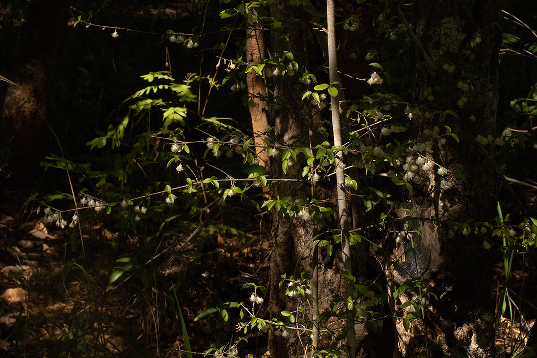 Empogona kirkii subsp. kirkii