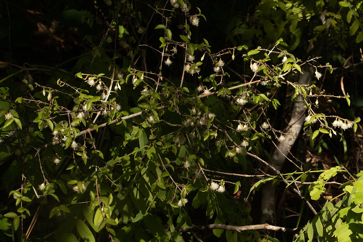 Empogona kirkii subsp. kirkii