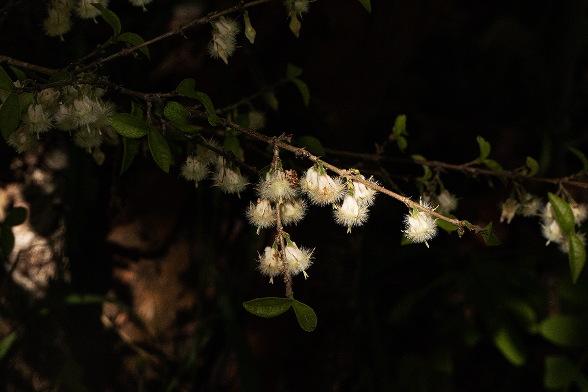Empogona kirkii subsp. kirkii