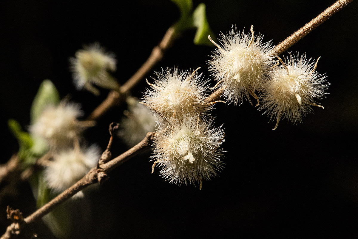 Empogona kirkii subsp. kirkii