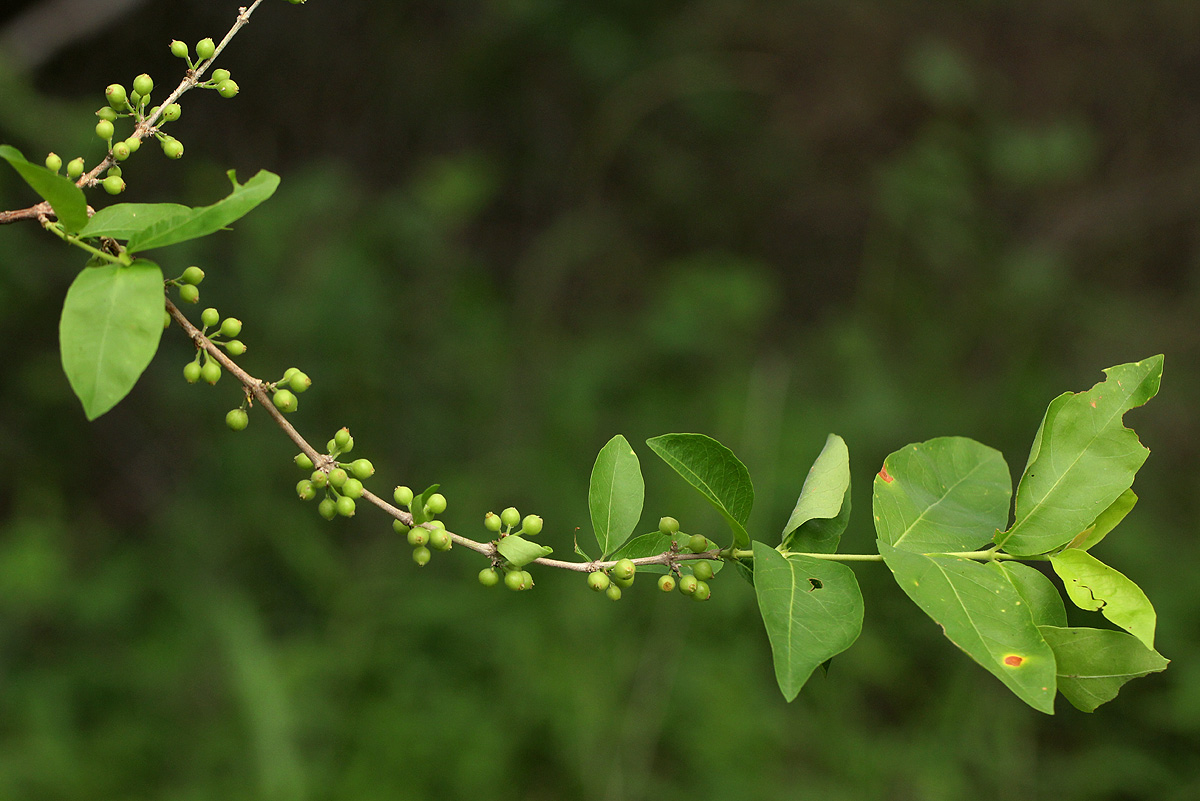 Empogona kirkii subsp. kirkii