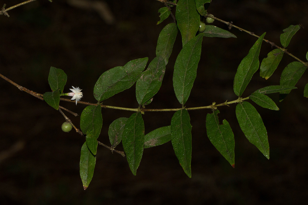 Empogona kirkii subsp. kirkii