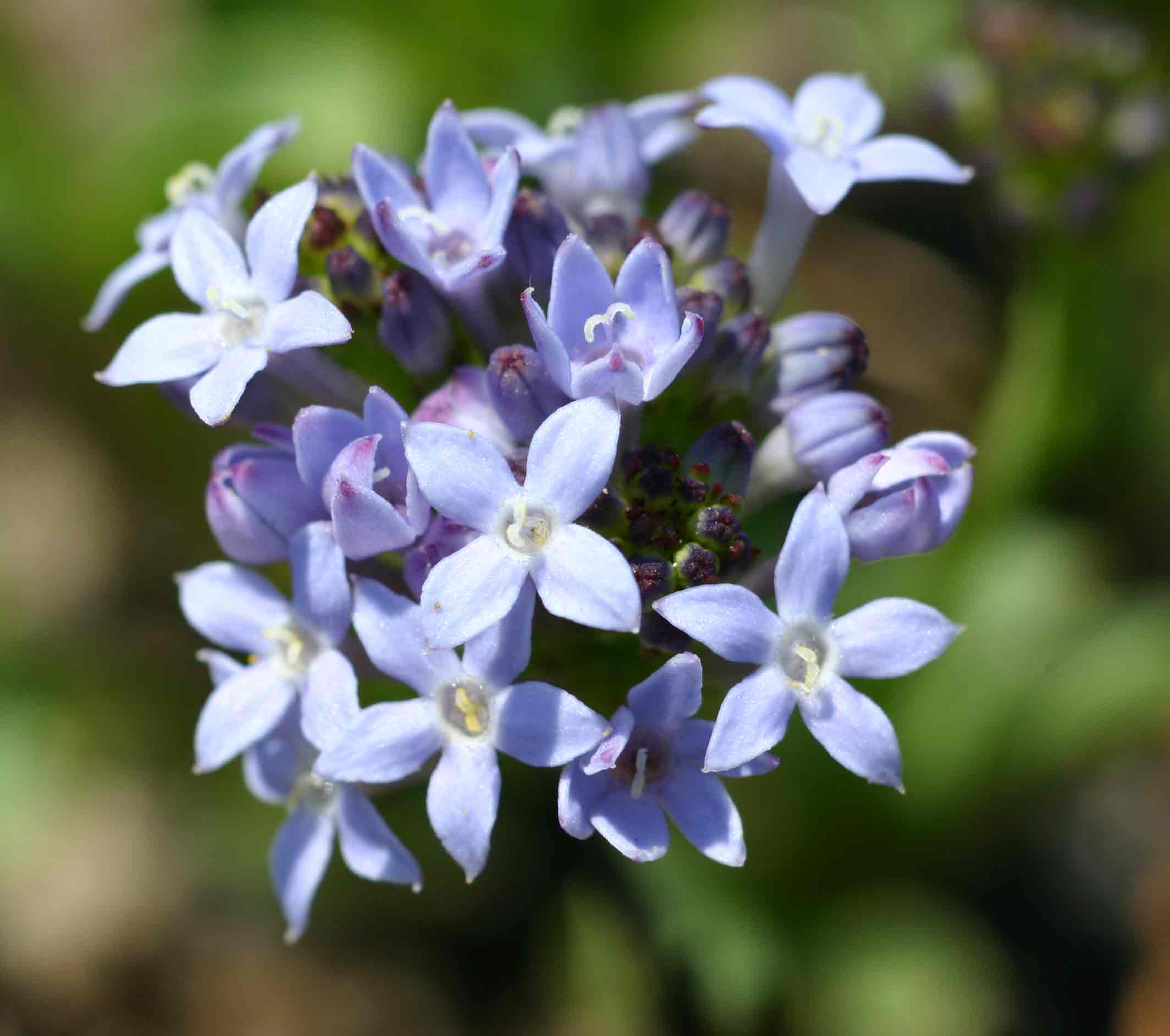 Pentanisia schweinfurthii Pentanisia schweinfurthii