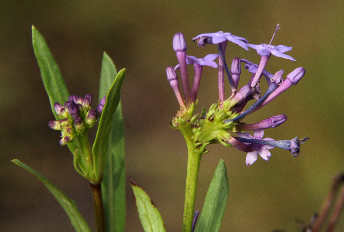 Pentanisia schweinfurthii Pentanisia schweinfurthii