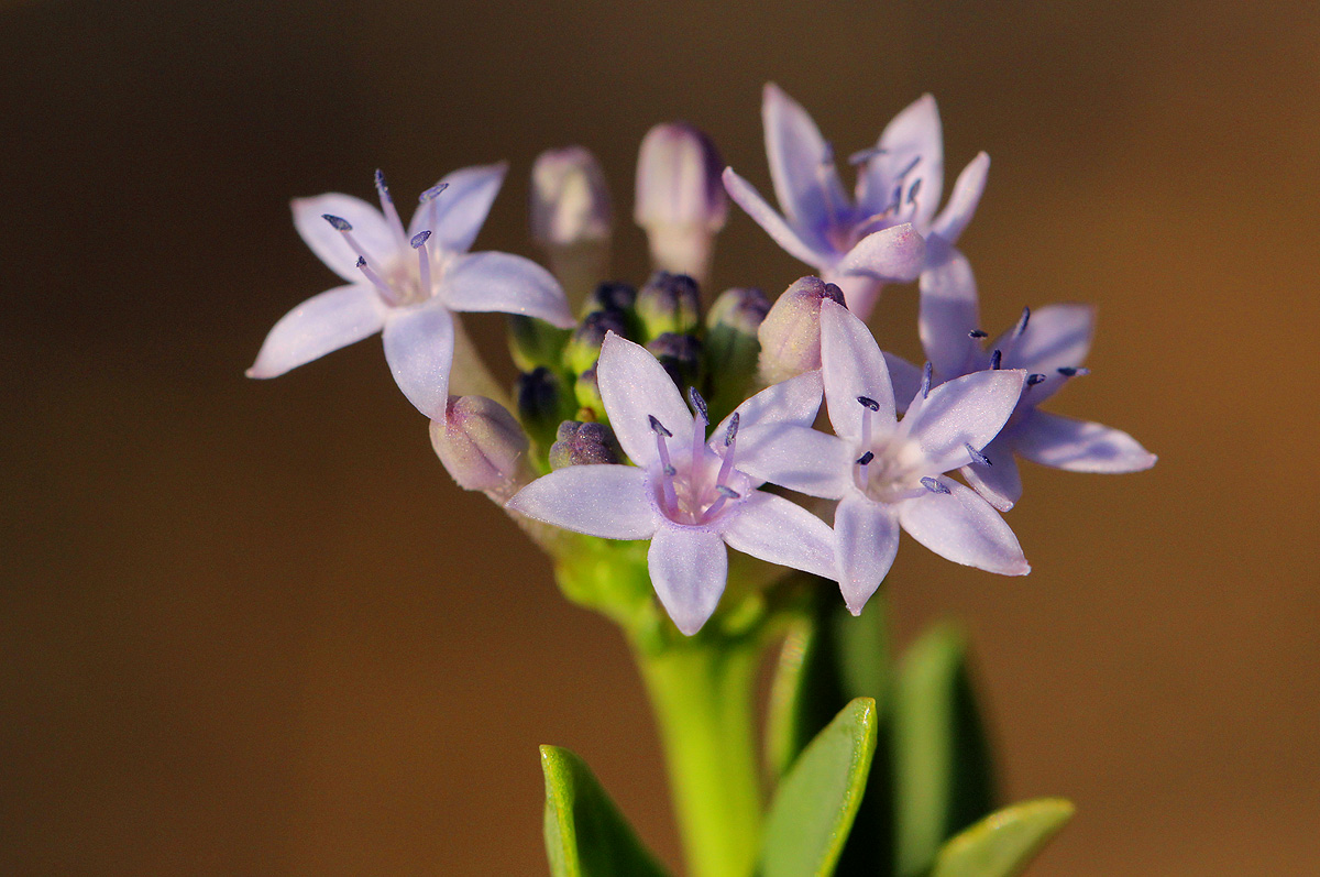 Pentanisia schweinfurthii Pentanisia schweinfurthii