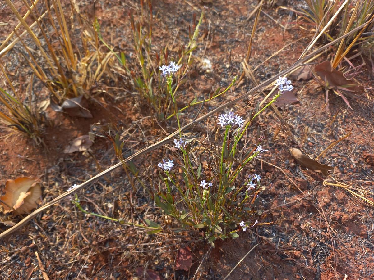 Pentanisia schweinfurthii Pentanisia schweinfurthii