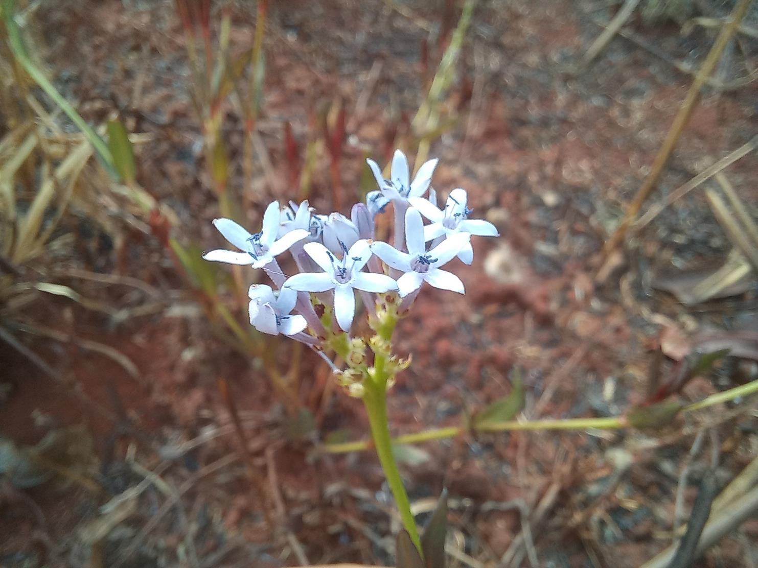 Pentanisia schweinfurthii Pentanisia schweinfurthii