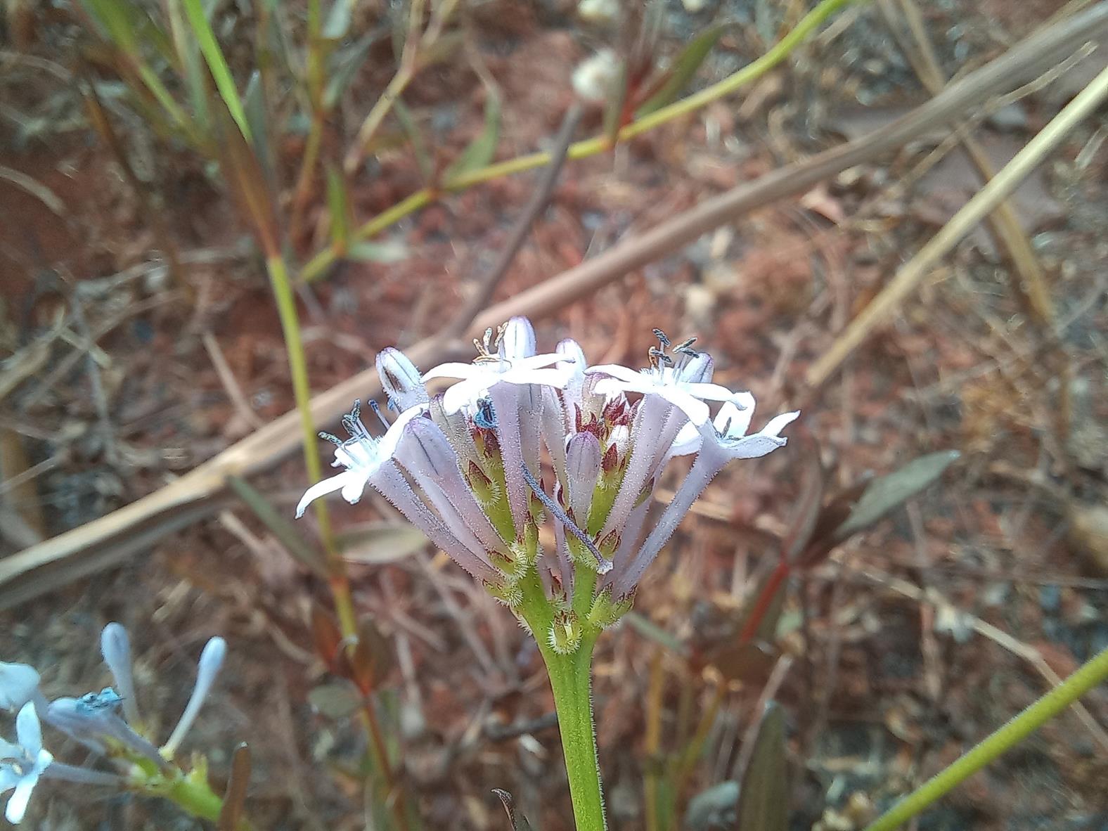 Pentanisia schweinfurthii Pentanisia schweinfurthii