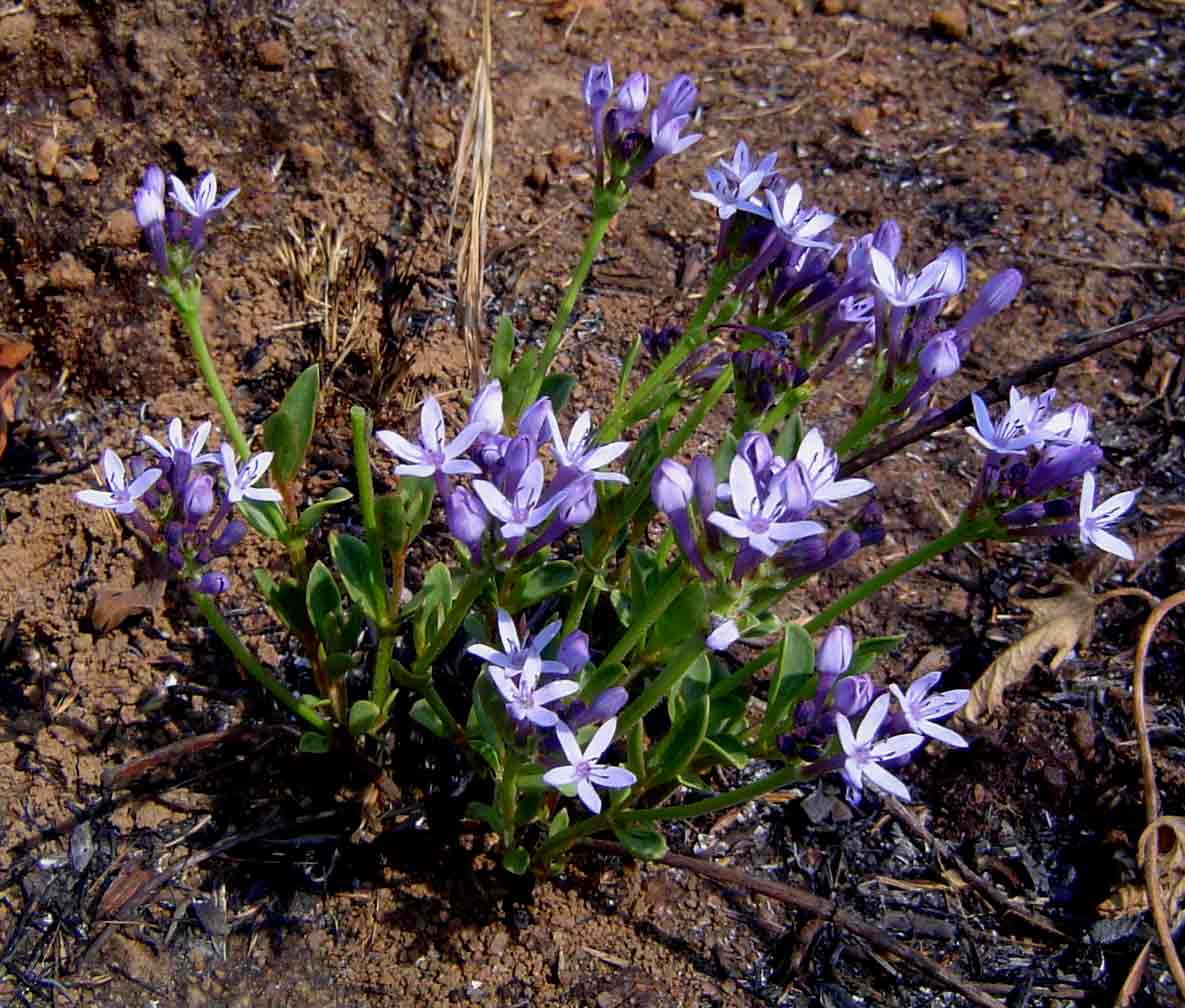 Pentanisia schweinfurthii Pentanisia schweinfurthii