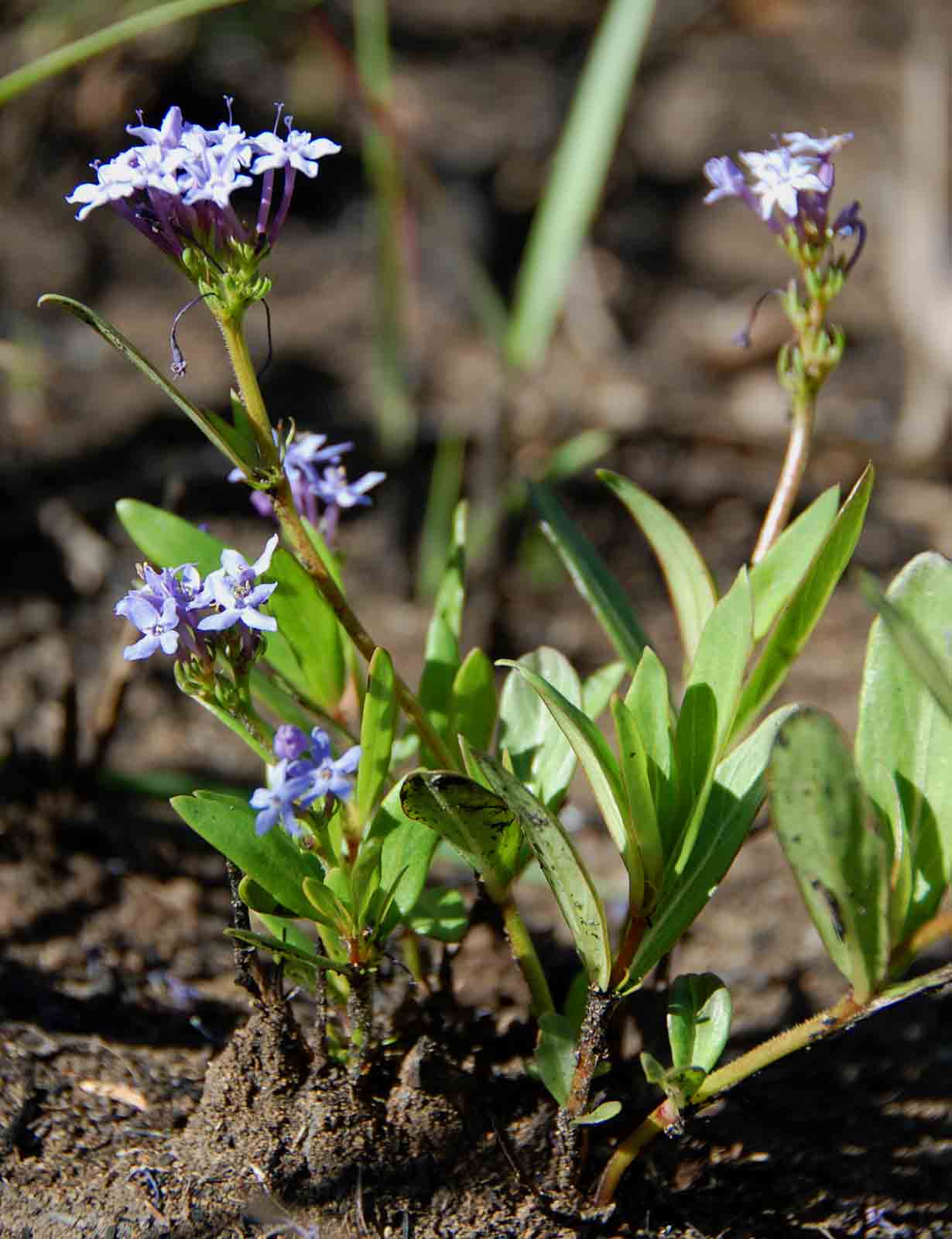 Pentanisia schweinfurthii Pentanisia schweinfurthii