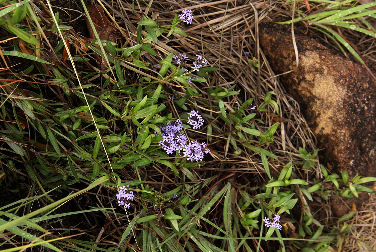 Pentanisia schweinfurthii Pentanisia schweinfurthii