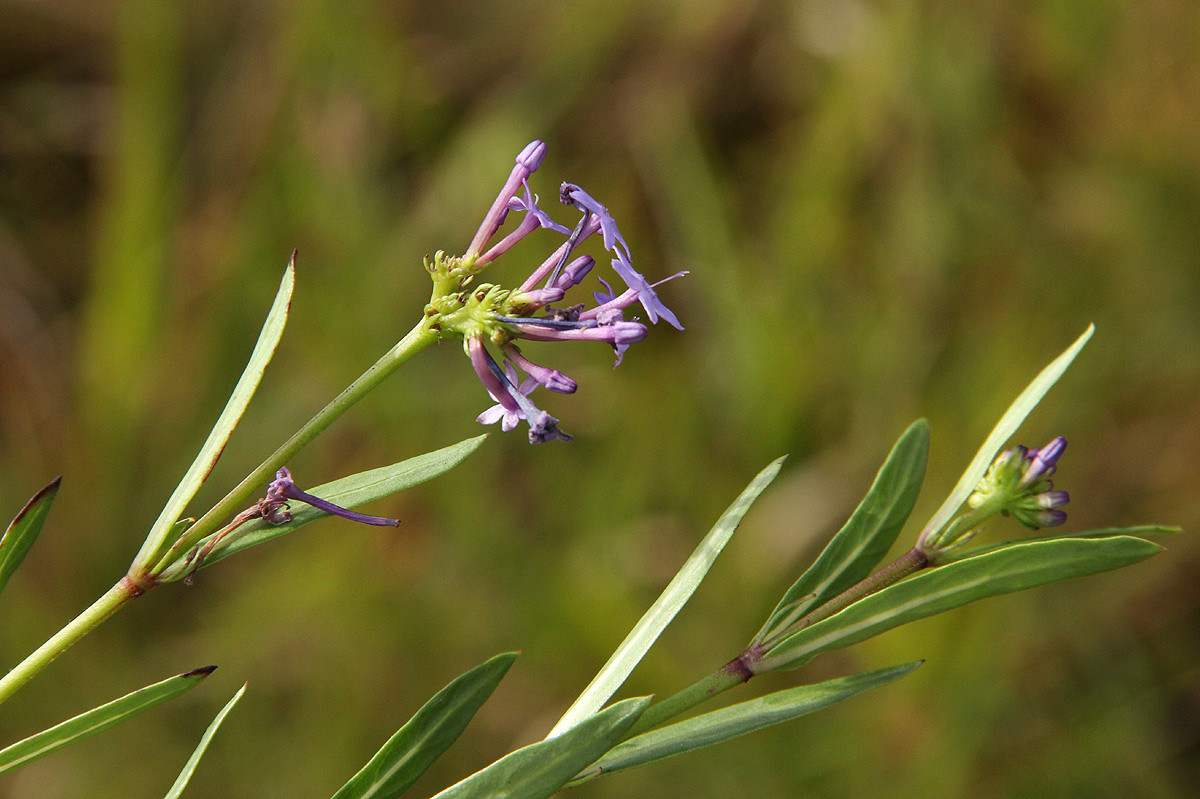 Pentanisia schweinfurthii Pentanisia schweinfurthii