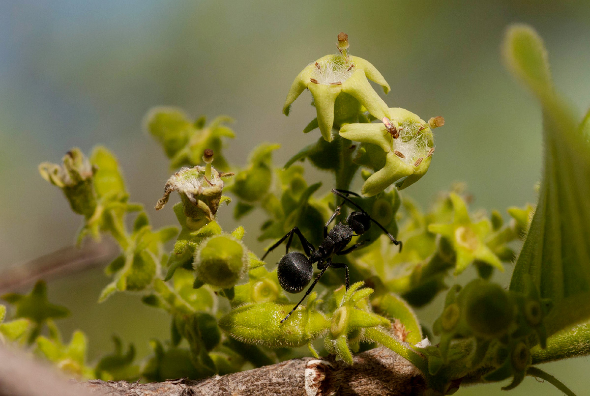 Vangueria infausta subsp. infausta