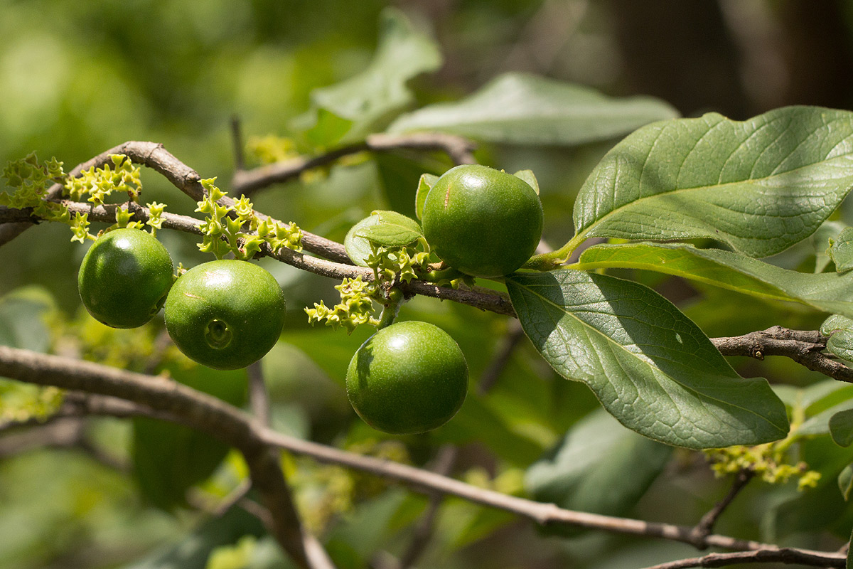 Vangueria infausta subsp. infausta