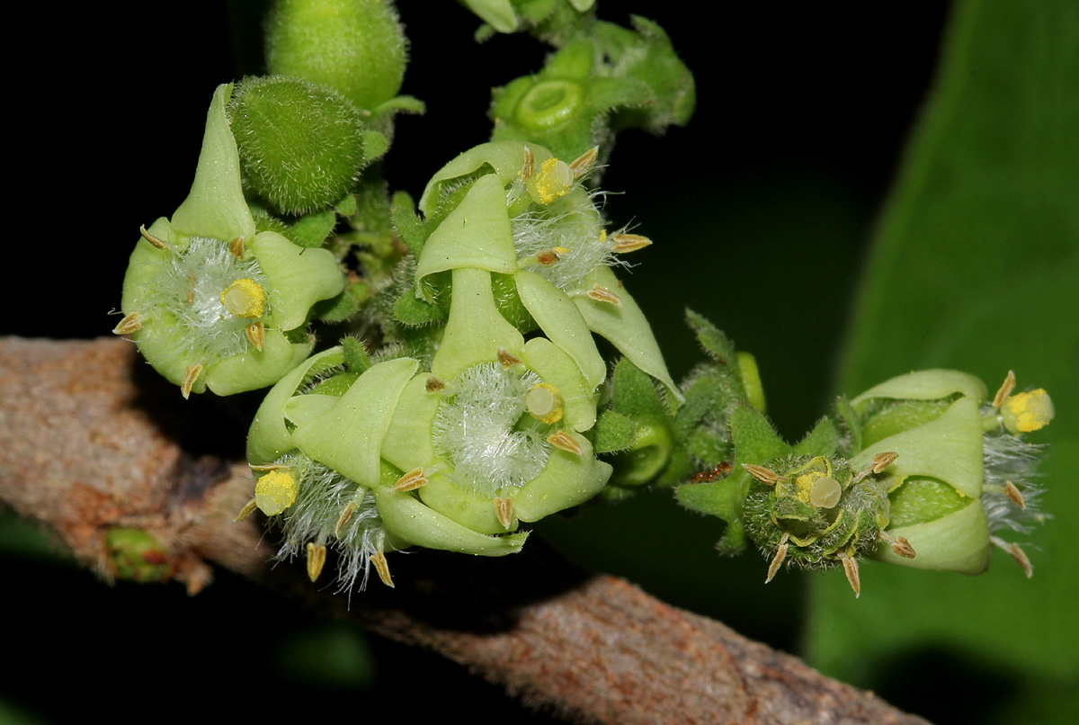 Vangueria infausta subsp. infausta Vangueria infausta subsp. infausta