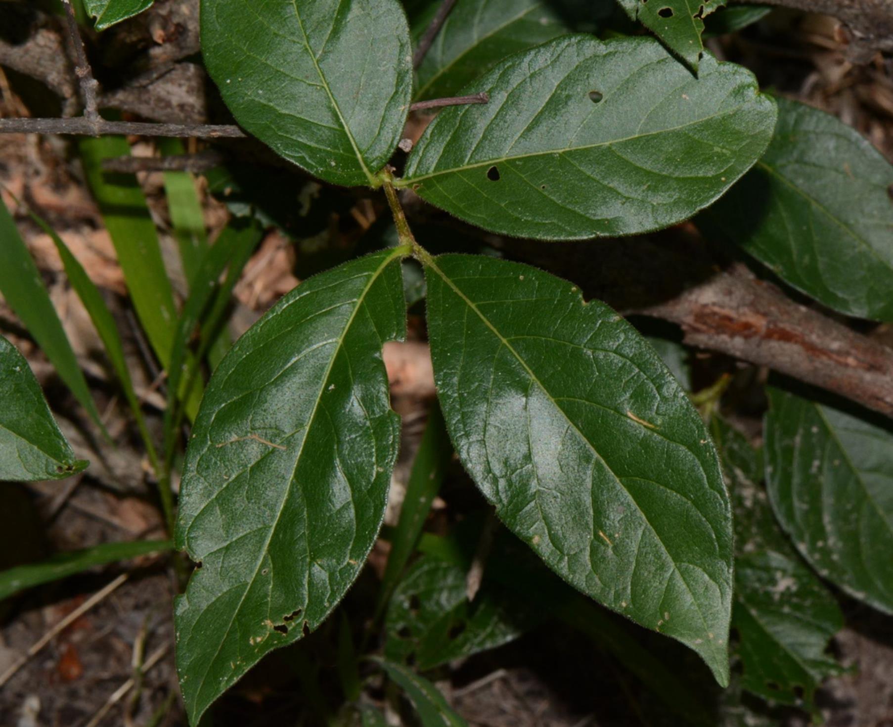 Vangueria proschii