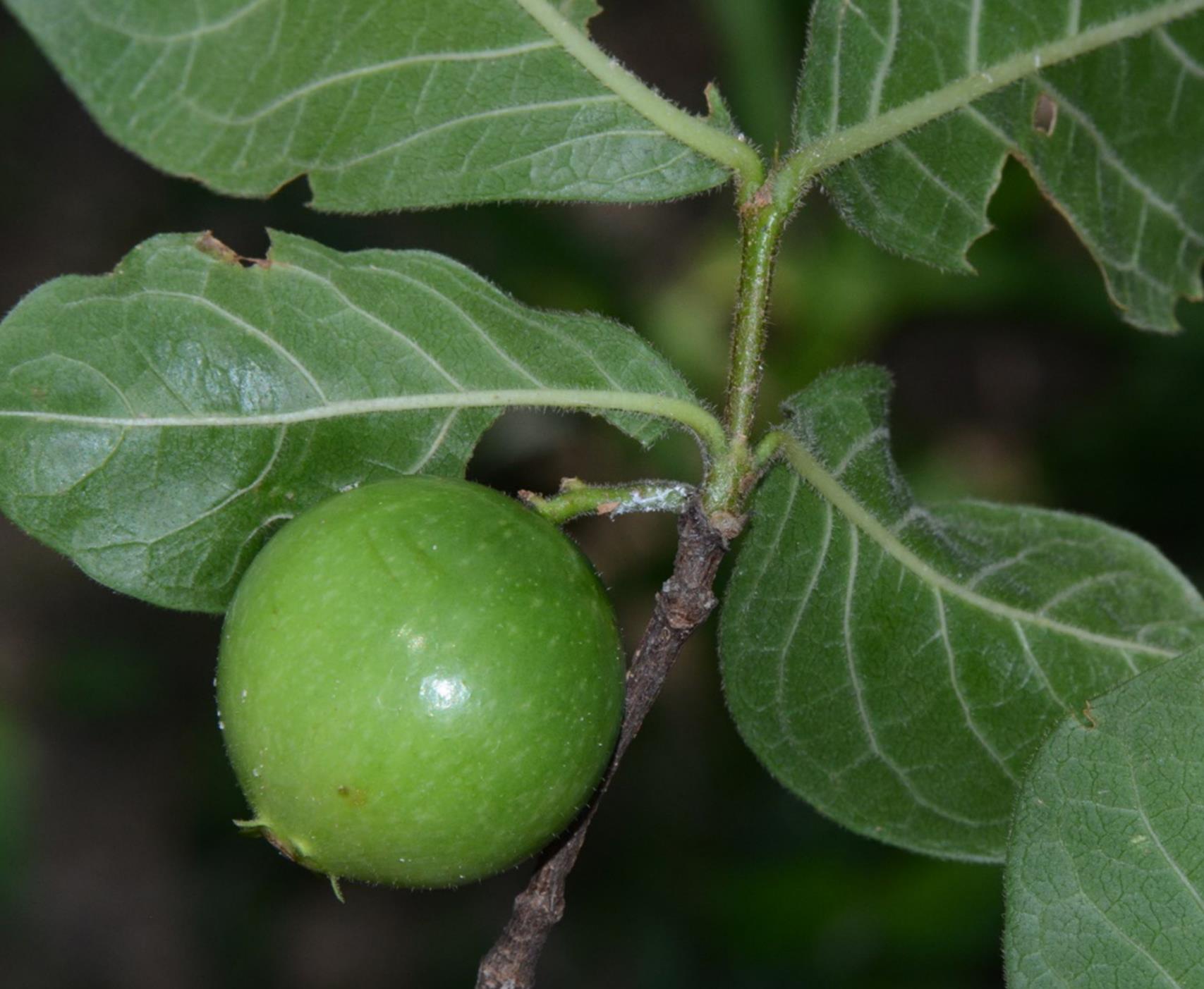 Vangueria proschii Vangueria proschii