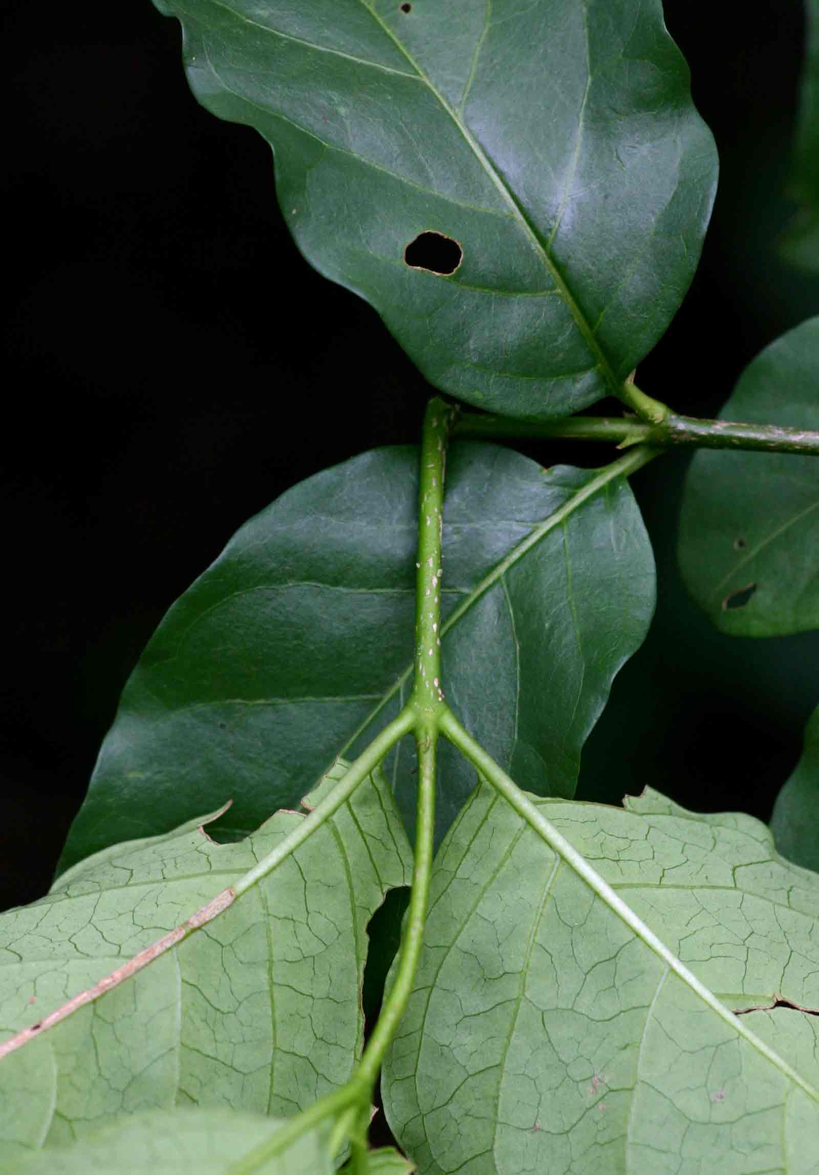 Vangueria randii subsp. randii