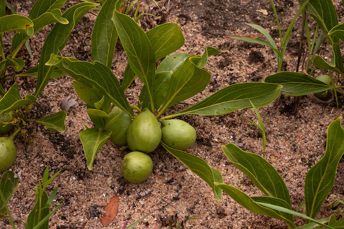 Pygmaeothamnus zeyheri var. zeyheri Pygmaeothamnus zeyheri var. zeyheri