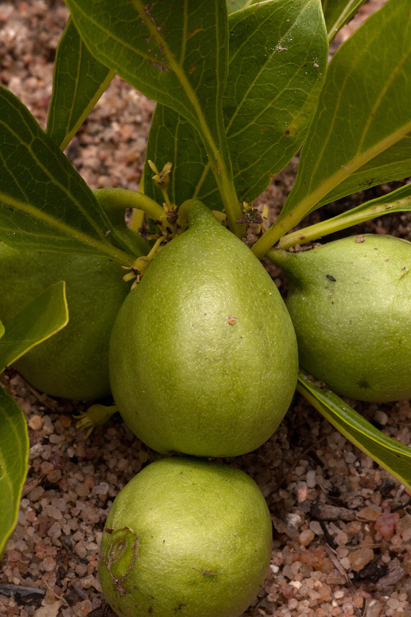 Pygmaeothamnus zeyheri var. zeyheri Pygmaeothamnus zeyheri var. zeyheri